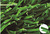 New bicolor S-type artificial grass for Sports