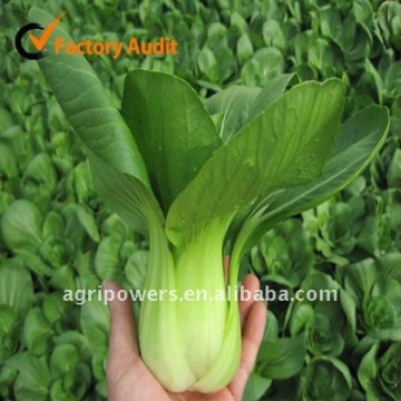 PC298 pakchoi seed