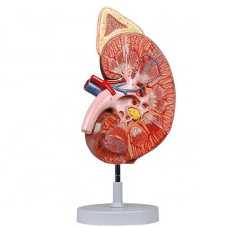 3D Plastic Kidney with Adrenal Gland Anatomy Model