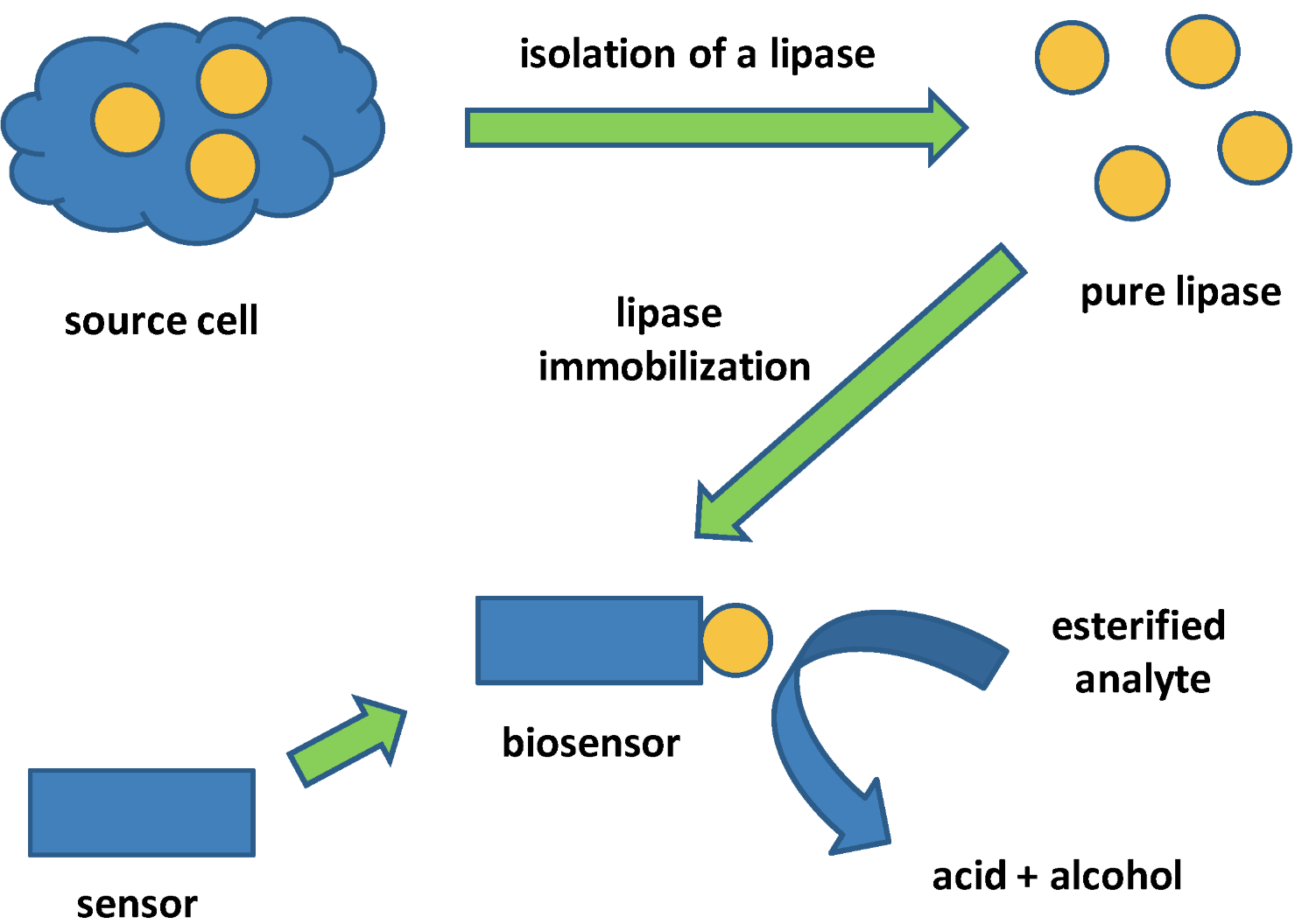 Lipase for Lipid Processing
