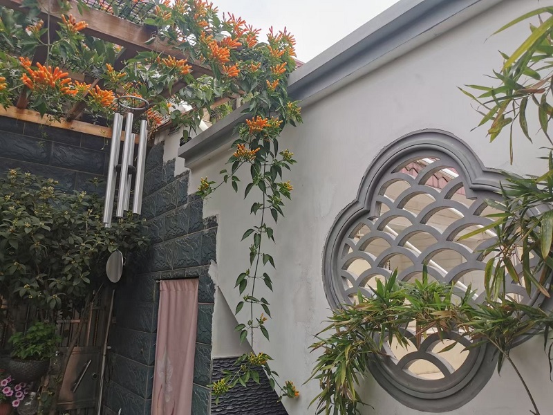 Begonia lattice window