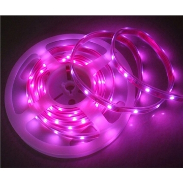 12V αδιάβροχο ευέλικτη πολλαπλών χρώμα LED Γάζας