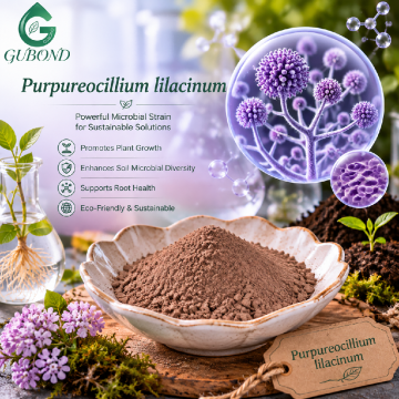 Purpureocellium Lilacinum Powder فطر التحكم البيولوجي