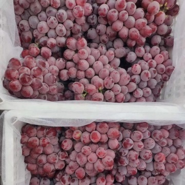 China red grape red globe yunnan grape fresh fruit exporter