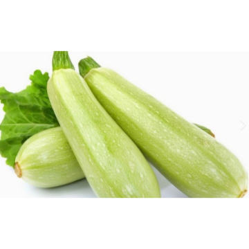 High Quality Cucurbita Pepo Extract