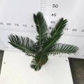 Cycas Revoluta 110#AA -klass