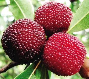 Bayberry