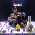 Newest Coral Reef Lights Keep a Stock US
