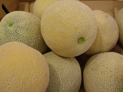 Fresh Musk Melon
