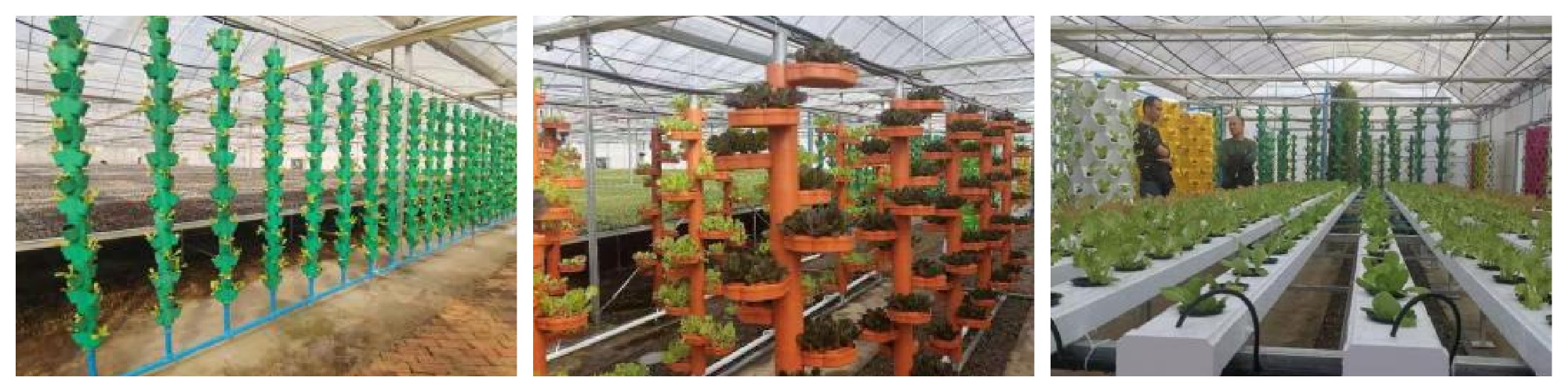 Праект безглебавай культывацыі на базе кухні ў сычуаньскім стылі ў павеце Юэчы правінцыі Сычуань Soilless cultivation project at the Sichuan-style cuisine base in Yuechi County, Sichuan Province