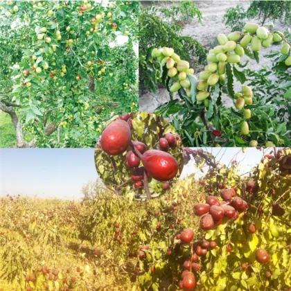 Zhongning Big Red Date