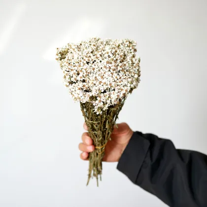 Wholesale Small White Dried Flowers and French White Plums