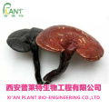 Extrait naturel de poudre de champignon Ganoderma lucidum reishi