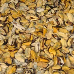 frozen cooked green mussel meat
