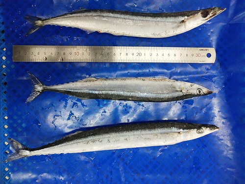 Vysoce kvalitní mražené Saury w/r