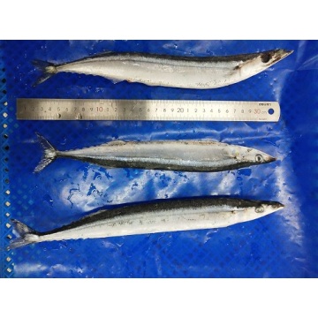 Vysoce kvalitní mražené Saury w/r