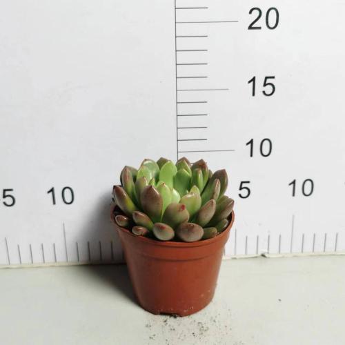 Cotyledon Tomentose Sedeveria indoor living plants Manufactory