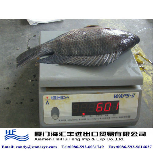 Tilapia Fish Farming Wholesale Tilapia Whole Fish, High Quality Tilapia