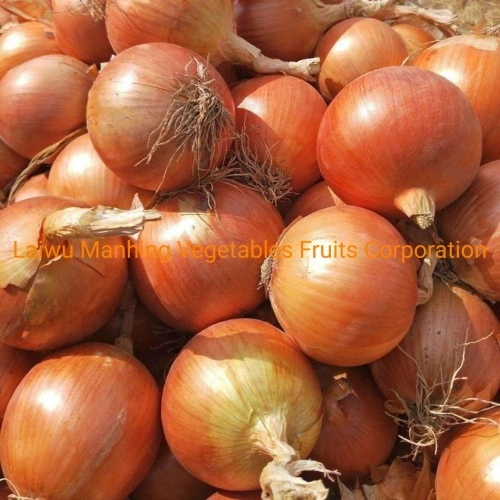 Fresh Red Onions 8cm and up Packing in 10kg/Bag - China Onion, Fresh Onion