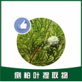 Platycladus orientalis leaf extract powder