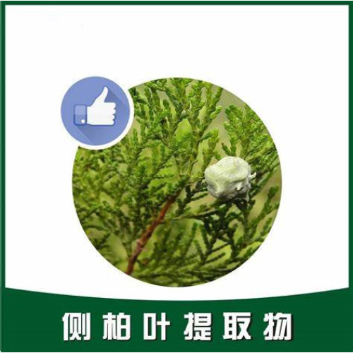 Platycladus orientalis leaf extract powder
