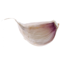 KNOBLAUCH FRISCH 2021 NEUE SAISON