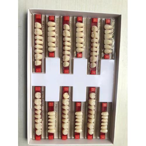 Synthetic Resin Teeth CE Two Layers Synthetic Polymer Teeth Manufactory