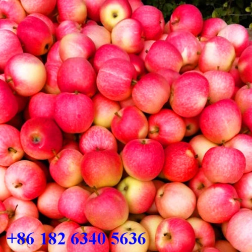 Fuji A Grade Fresh Gala Apple, Packaging Size: 10 Kg, Packaging Type: Carton