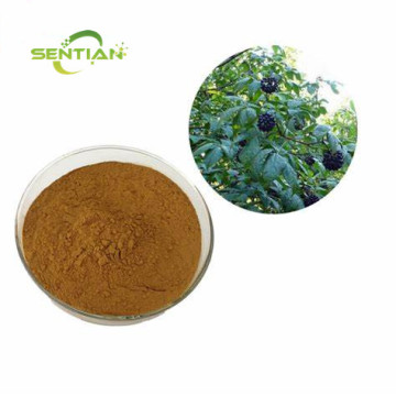 acanthopanax senticosus extract powder