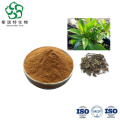Natural Herbal Lycopus Lucidus Extract for Immune System Support