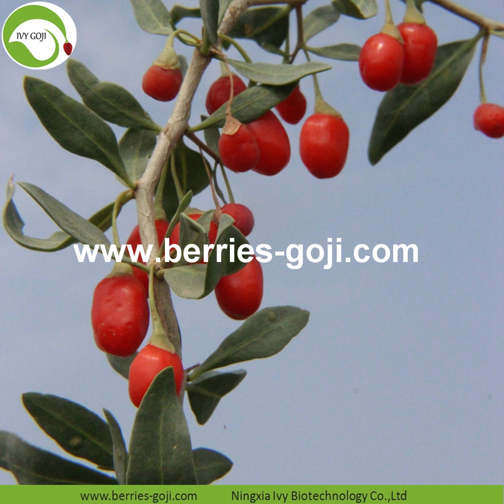 organic goji berry