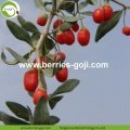 Groothandel Superfood Gedroogd Wolfberry Fruit