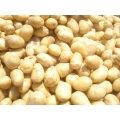 Standaardkwaliteit van verse aardappel exporteren