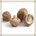 Гриб -коричневый желтый порошок грибной экстракт шиитаке