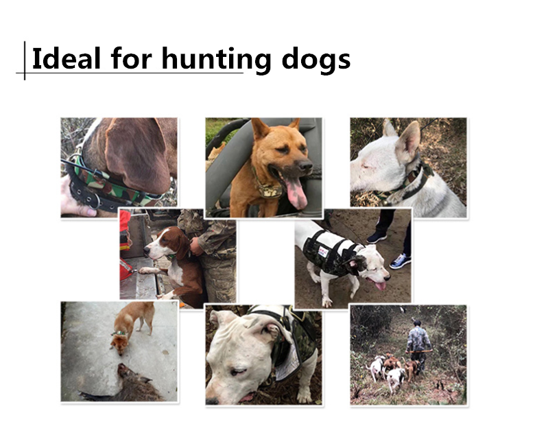 Huntingdog