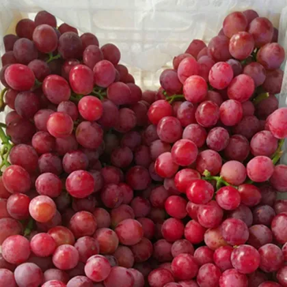 Food Fruits Red Grape Fresh