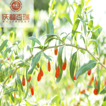 Wolfberry/Lycium Barbarum / Low Price goji berry