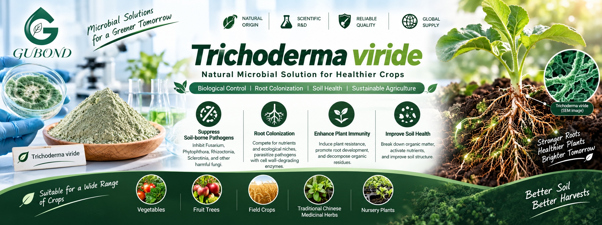 Trichoderma viride