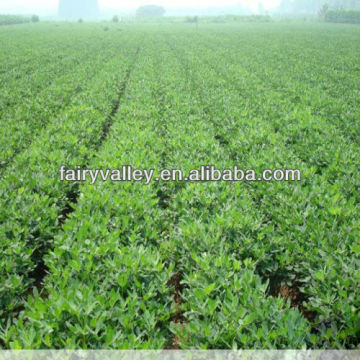 Grow/Plant High Yield Heirloom Red/Pink/Colorful/White/Black Seed Peanuts