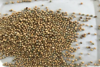 CCS1 mini chickpeas color sorter/chickpeas separating machine