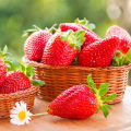 Soothing Skin Strawberry leaf extract Strawberry polyphenols