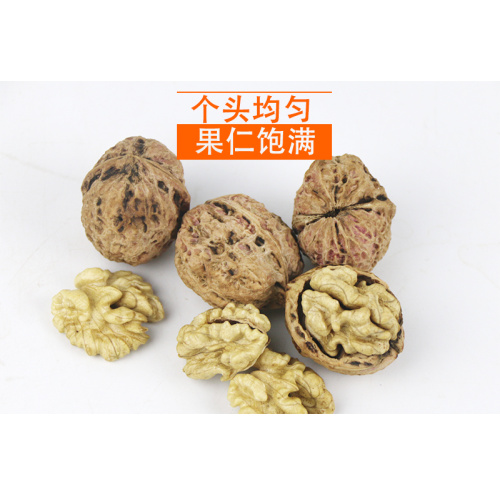 yongping kabuklu ceviz