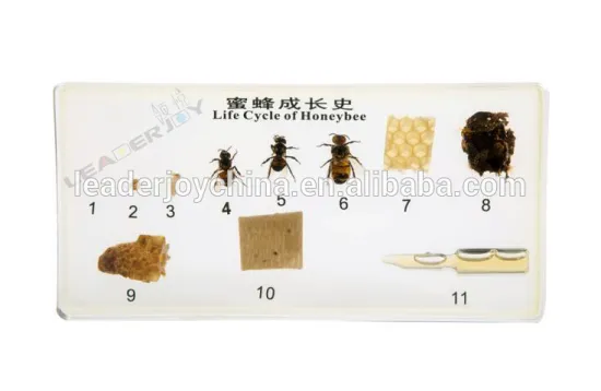 Montessori educational toys specimen of life cycle of honeybee with CE