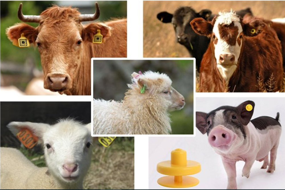 eartag application