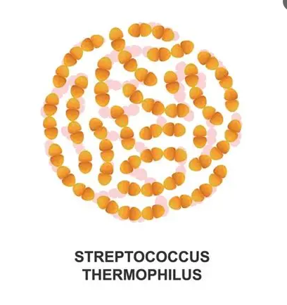 Streptococcus thermophilus