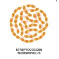 Streptococcus thermophilus