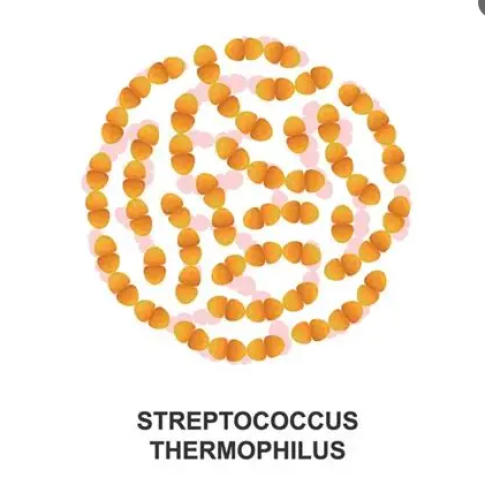 Streptococcus thermophilus