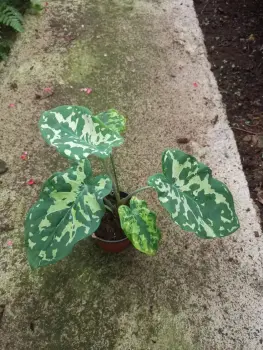 caladium hilo beauty factory
