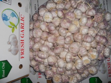 Fresh New Crop Normal White Garlic 5.0cm
