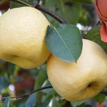 Fresh pear